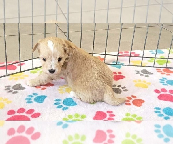 Medium Photo #5 Havanese Puppy For Sale in ORO VALLEY, AZ, USA