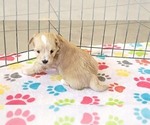 Small #4 Havanese