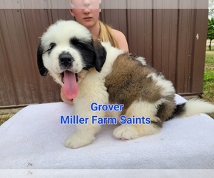 Saint Bernard Puppy for Sale in BETHEL, Missouri USA