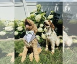 Small #17 Labradoodle-Poodle (Standard) Mix