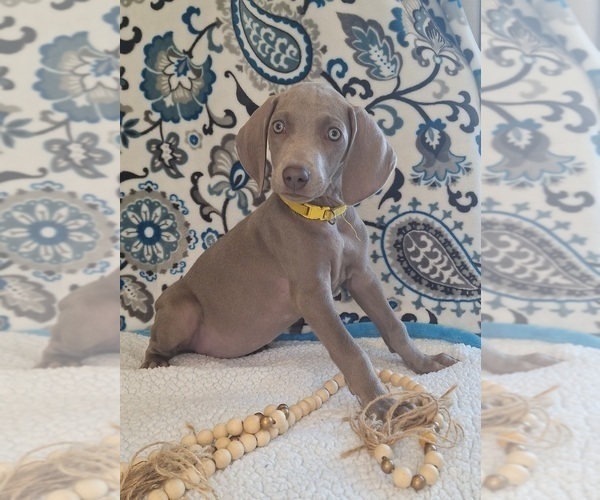 Medium Photo #20 Weimaraner Puppy For Sale in LEWISBURG, KY, USA