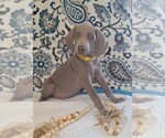 Puppy Piper Weimaraner