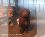 Small Photo #10 Aussiedoodle Puppy For Sale in BRIGHTON, CO, USA