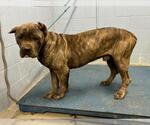 Small Mutt