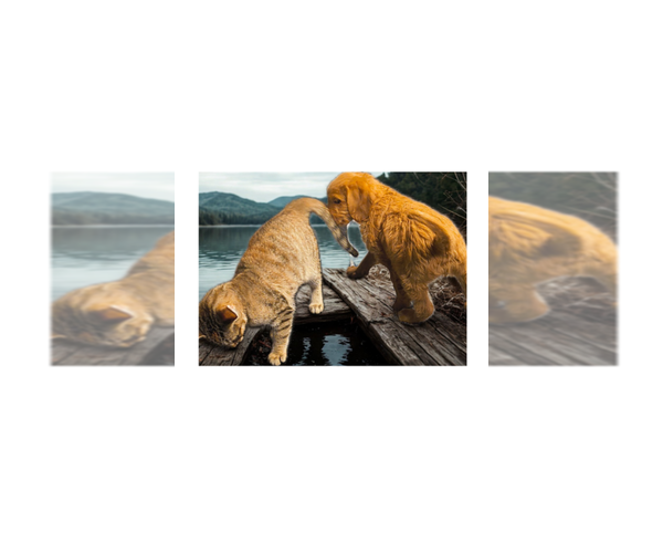 Medium Photo #7 Labradoodle Puppy For Sale in SUMMERVILLE, SC, USA