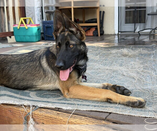 Medium Photo #5 German Shepherd Dog-Unknown Mix Puppy For Sale in Imlay City, MI, USA