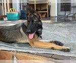 Small #4 German Shepherd Dog Mix