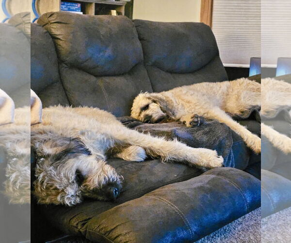 Medium Photo #2 Poodle (Standard) Puppy For Sale in Williamsburg, IA, USA