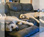 Small #1 Poodle (Standard)