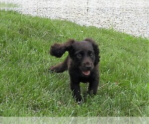 Boykin Spaniel Puppy for sale in CARLISLE, KY, USA