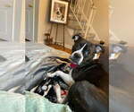 Small #4 Boglen Terrier