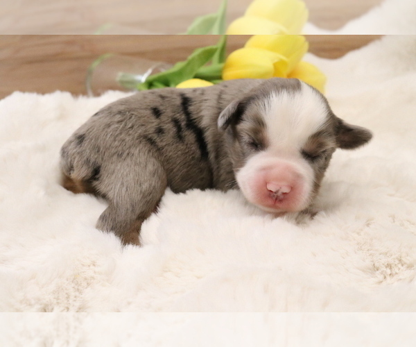 Medium Photo #3 Australian Shepherd Puppy For Sale in STAFFORD, VA, USA