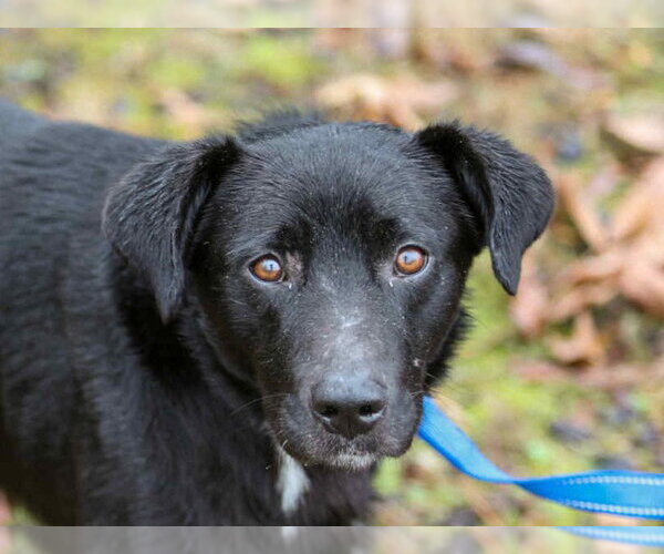 Medium Photo #16 Aussiedor Puppy For Sale in Cookeville, TN, USA
