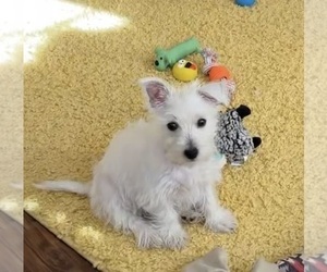 West Highland White Terrier Puppy for Sale in GLADSTONE, Missouri USA