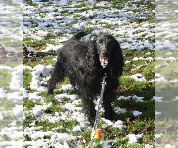Medium Photo #2 English Springer Spaniel Puppy For Sale in Flushing, NY, USA
