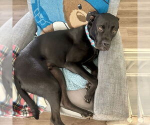 Shadow - Male Boxer Dog for Adoption - Photo #2
