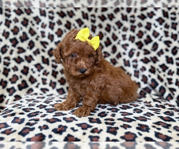 Medium Photo #2 Goldendoodle (Miniature) Puppy For Sale in LAKELAND, FL, USA