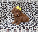 Small #1 Goldendoodle (Miniature)