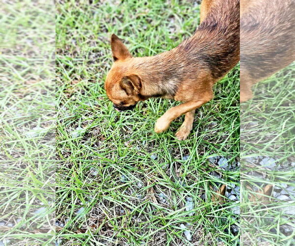 Medium Photo #6 Chussel Puppy For Sale in Wakefield, RI, USA