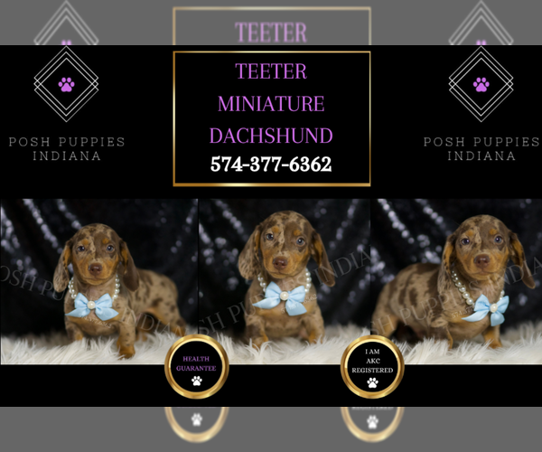 Medium Photo #105 Dachshund Puppy For Sale in WARSAW, IN, USA