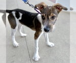 Small #7 Mutt