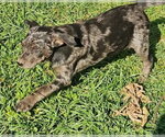 Small #1 Mutt