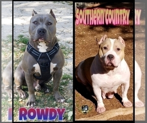 Father of the American Bully puppies born on 06/29/2022