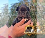 Small Photo #3 French Bulldog Puppy For Sale in SPRING HILL, FL, USA
