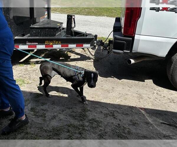 Medium Photo #1 American Pit Bull Terrier-Unknown Mix Puppy For Sale in Ocala, FL, USA