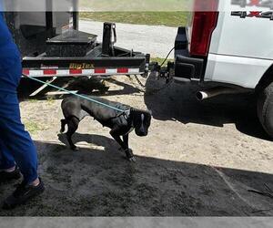 American Pit Bull Terrier-Unknown Mix Dogs for adoption in Ocala, FL, USA