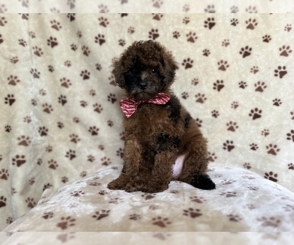 Medium Photo #5 ShihPoo Puppy For Sale in LAKELAND, FL, USA
