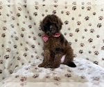 Small #4 ShihPoo