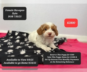 Poovanese Puppy for sale in TUCSON, AZ, USA