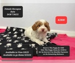 Image preview for Ad Listing. Nickname: Dyia