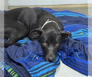 Labrador Retriever-Unknown Mix Dogs for adoption in Conroe, TX, USA