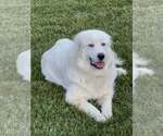 Small #1 Great Pyrenees