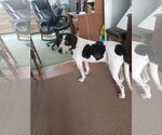 Small #4 Coonhound Mix