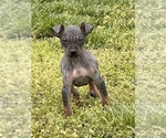 Puppy 1 American Hairless Terrier