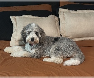 Mother of the Bernedoodle (Miniature) puppies born on 10/18/2025