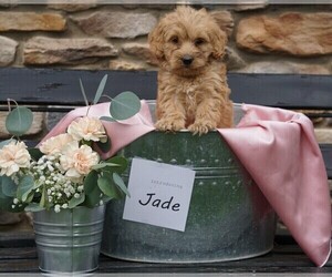 Goldendoodle-Poodle (Miniature) Mix Puppy for sale in FREDERICKSBG, OH, USA