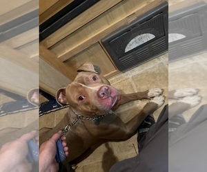 American Pit Bull Terrier Puppy for sale in BUNKER, MO, USA