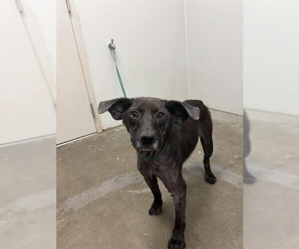 Medium Photo #1 Rat Terrier Puppy For Sale in Rosenberg, TX, USA