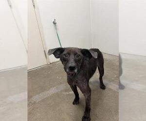 Rat Terrier Dogs for adoption in Rosenberg, TX, USA