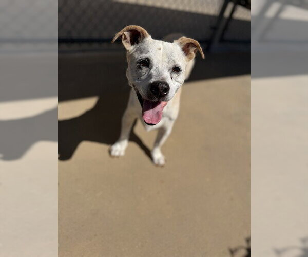 Medium Photo #2 Dachshund-Unknown Mix Puppy For Sale in Chula Vista, CA, USA