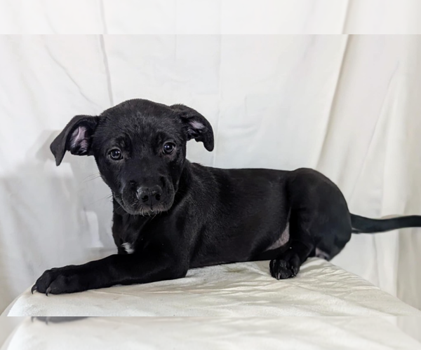Medium Photo #1 Chiweenie Puppy For Sale in Fresno, CA, USA