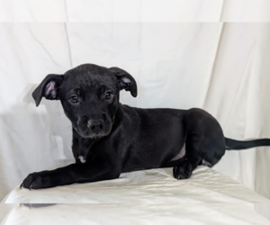 Chiweenie Dogs for adoption in Fresno, CA, USA