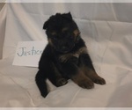 Small #1 German Shepherd Dog