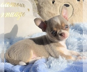 Chihuahua Puppy for sale in NEWBERN, TN, USA
