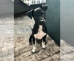 Small #10 Rat Terrier Mix