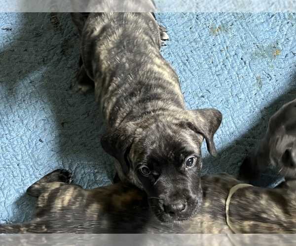 Medium Photo #9 Mastiff Puppy For Sale in AXTELL, TX, USA